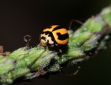 Micraspis frenata Striped Ladybird New Caledonia black stripes on their back