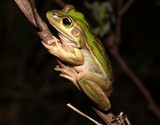 Litoria aurea grenouille arboricole Nouvelle-Calédonie