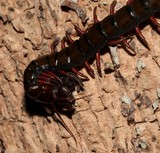Species of venom centipede dangerous bite Scolopendra subspinipes New Caledonia arthropod hobbyists