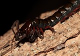 Mille-pattes Vietnamien Scolopendra subspinipes Nouvelle-Calédonie morsure venin douleur risque sanitaire