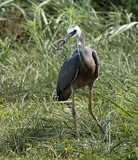 Egretta novaehollandiae oiseau échassier famille des Ardeidae Nouvelle-Calédonie