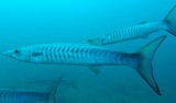Sphyraena putnamae Sawtooth barracuda New Caledonia Nocturnally active