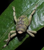 Orthorhinus cylindrirostris Elephant Weevil New Caledonia Size and colour are extremely variable