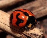 Coccinella transversalis transverse ladybird New Caledonia insect
