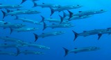 Sphyraena qenie Barracuda à nageoires noires Nouvelle-Calédonie bandes noires droites