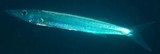 Sphyraena forsteri Bigeye barracuda New Caledonia Body without bars or stripes