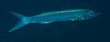 Sphyraena forsteri Barracuda de Forster Nouvelle-Calédonie
