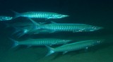 Sphyraena putnamae Military Barracuda New Caledonia typical chevron dark markings