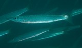 Sphyraena obtusata Obtuse barracuda New Caledonia