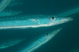 Sphyraena obtusata Barracuda à bande dorée Nouvelle-Calédonie
