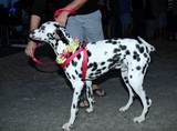 Chien Dalmatien Carnaval de Nouméa 2015 Nouvelle-Calédonie