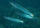 Sphyraena obtusata Daruma-kamasu だるまーカマス ニューカレドニア
