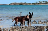 Chiens pêcheurs Nouvelle-Calédonie Province Nord