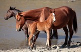 Wild horses calf and her mother North New Caledonia Island animal