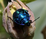 Tectocoris diophthalmus Hibiscus Harlequin Bug Insect New Caledonia Scutelleridae the colours are quite variable