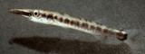 Sphyraena barracuda juvenile Great barracuda New Caledonia Marina protected area