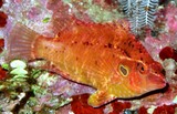 Pteragogus turdus Thrush sneaky wrasse New Caledonia