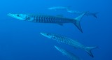 Sphyraena putnamae Barracuda à dents de scie Nouvelle-Calédonie 