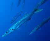 Sphyraena jello Yellow-tail barracuda New Caledonia Numerous dark bars