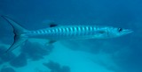 Sphyraena qenie Blackfin barracuda New Caledonia dull blue dorsally