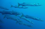 Sphyraena jello Indian barracuda New Caledonia Sphyraenidae family