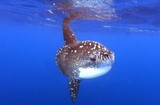 Mola alexandrini Poisson lune Nouvelle-Calédonie