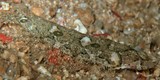Samariscus triocellatus Sole à trois ocelles Nouvelle-Calédonie poisson du récif