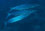 Sphyraena stellata Barracuda à bandes jaunes Nouvelle-Calédonie récif extérieur