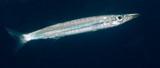 Sphyraena stellata Yellow-striped Barracuda New Caledonia