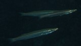 Sphyraena stellata  Hoso-kamasu 細ーカマス ニューカレドニア