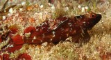 Helcogramma chica Little hooded triplefin New Caledonia