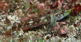 Helcogramma rhinoceros Rhinoceros triplefin Male New Caledonia fish collection