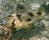 Diodon holocanthus Poisson-porc-épic à taches Nouvelle-Calédonie Lifou