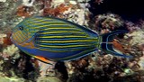 Acanthurus lineatus Bluebanded surgeonfish New Caledonia scuba diving