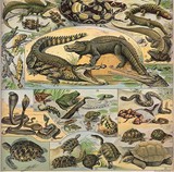 Reptiles crocodiles serpents tortues de Nouvelle-Calédonie