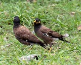 Acridotheres tristis Common Myna or Indian Myna New Caledonia Bird