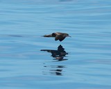 Ardenna pacifica Puffinus pacificus Wedge-tailed Shearwater New Caledonia bird watching