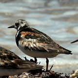 Arenaria interpres Tournepierre à collier Nouvelle-Calédonie oiseau marin Nouméa