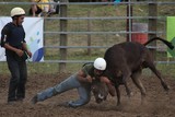 Bull-dogging course de veau stockmen de Nouvelle-Calédonie