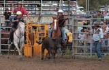 Stockmen poursuivant un veau bulldogging new caledonia rodeomen