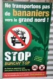 Banana bunchy top virus New Caledonia Nouvelle-Calédonie avertissement Bananier grand nord