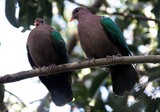 Chalcophaps indica ssp. sandwichensis Nouvelle-Calédonie oiseau pigeon aile verte colombe