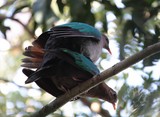 Chalcophaps indica ssp. sandwichensis Pigeon Nouvelle-Calédonie Tourterelle verte