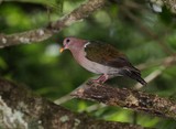 Colombine turvert emerald dove New Caledonia wild bird