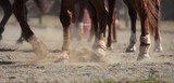 Chevaux au trot dans le sable formant un nuage de poussière Foire de Bourail 2012 Nouvelle-Calédonie