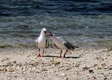 Chroicocephalus novaehollandiae forsteri Silver Gull New Caledonia Bird