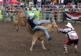Rodéo monte de taureau bull riding gopro video nouvelle caledonie New Caledonia picture