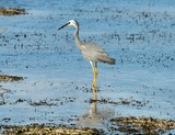 Egretta novaehollandiae birds of New Caledonia pictures animals birds