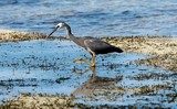 Egretta novaehollandiae Aigrette à face blanche lagon de Poé Nouvelle-Calédonie