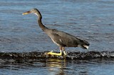 Egretta sacra albolineata Pacific reef heron New Caledonia bird watching